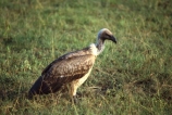 bird;birds;africa;african;animal;animals;feather;feathers;nature;wild;wildlife;safari;safaris;game-viewing;bird-spotting;Gyps-africanus;Whitebacked-Vulture;white_backed-vulture;vulture;Whitebacked-Vultures;white_backed-vultures;vultures;Masai-Mara-National-Reserve;masai-mara;maasai-mara;masai;maasai;Kenya;kenyan;rift-valley;East-Africa