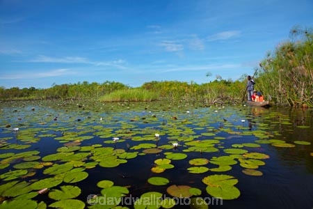 Africa;aquatic-plant;aquatic-plants;boat;boats;Botswana;canoe;canoes;Cyperaceae;Cyperus-papyrus;delta;deltas;dugout;dugout-canoe;dugout-canoes;dugouts;Endorheic-basin;inland-delta;internal-drainage-systems;lily-pad;lily-pads;logboat;makoro;makoros;mekoro;mekoros;mokoro;mokoro-safari;mokoros;monoxylon;Nymphaeaceae;Okavango;Okavango-Delta;Okavango-Swamp;paper-reed;paper-reeds;papyrus-reed;papyrus-reeds;papyrus-sedge;pirogue;pirogues;plant;plants;reed;reeds;river-delta;Seven-Natural-Wonders-of-Africa;Southern-Africa;water-lilies;water-lily;water-lily-pad;water-lily-pads;water-plant;water_lilies;water_lily;waterlilies;waterlily;waterlily-pad;waterlily-pads;waterplants