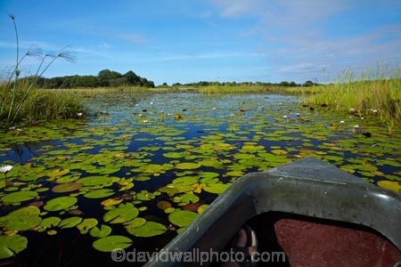 Africa;aquatic-plant;aquatic-plants;boat;boats;Botswana;canoe;canoes;delta;deltas;dugout;dugout-canoe;dugout-canoes;dugouts;Endorheic-basin;inland-delta;internal-drainage-systems;lily-pad;lily-pads;logboat;makoro;makoros;mekoro;mekoros;mokoro;mokoro-safari;mokoros;monoxylon;Nymphaeaceae;Okavango;Okavango-Delta;Okavango-Swamp;pirogue;pirogues;plant;plants;river-delta;Seven-Natural-Wonders-of-Africa;Southern-Africa;water-lilies;water-lily;water-lily-pad;water-lily-pads;water_lilies;water_lily;waterlilies;waterlily;waterlily-pad;waterlily-pads
