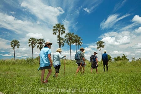 Africa;African;Botswana;guided-walk;guided-walks;Hyphaene-coriacea;Ilala-palm;lala-palm;Okavango;Okavango-Delta;Okavango-Swamp;palm;palm-tree;palm-trees;palms;safari;safaris;Southern-Africa;tourism;tourist;tourists;walks;wallk