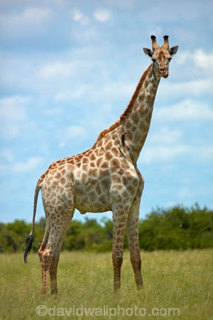 Africa;African;African-plain;African-plains;Angolan-giraffe;animal;animals;Botswana;Chobe-N.P.;Chobe-National-Park;Chobe-NP;game-drive;game-viewing;Giraffa-camelopardalis;Giraffa-camelopardalis-angolensis;giraffe;giraffes;herd;herds;mammal;mammals;national-park;national-parks;natural;nature;plain;plains;reserve;reserves;safari;safaris;Southern-Africa;tall;wild;wilderness;wildlife;wildlife-park;wildlife-parks;wildlife-reserve;wildlife-reserves