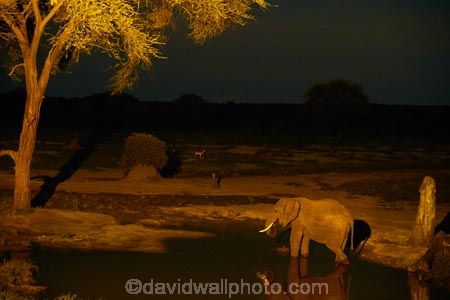 Africa;African-elephant;African-elephants;animal;animals;Botswana;drink;drinking;elephant;Elephants;evening;floodlighting;floodlit;Kasane;Loxodonta-africana;mammal;mammals;national-park;national-parks;natural;nature;night;night-time;pachyderm;pachyderms;reserve;reserves;safari;safaris;Senyati;Senyati-Safari-Camp;Southern-Africa;water;waterhole;waterholes;wild;wilderness;wildlife;wildlife-park;wildlife-parks;wildlife-reserve;wildlife-reserves