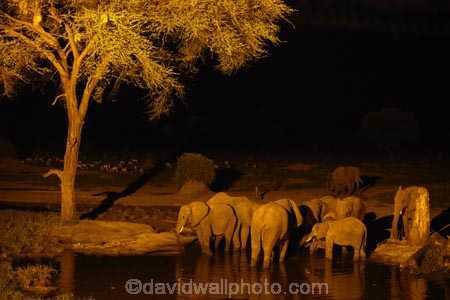 Africa;African-elephant;African-elephants;animal;animals;Botswana;dark;drink;drinking;elephant;elephants;evening;floodlighting;floodlit;Kasane;Loxodonta-africana;mammal;mammals;national-park;national-parks;natural;nature;night;night-time;pachyderm;pachyderms;reserve;reserves;safari;safaris;Senyati;Senyati-Safari-Camp;Southern-Africa;water;waterhole;waterholes;wild;wilderness;wildlife;wildlife-park;wildlife-parks;wildlife-reserve;wildlife-reserves