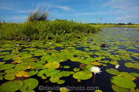 Africa;aquatic-plant;aquatic-plants;Botswana;delta;deltas;Endorheic-basin;flower;flowers;inland-delta;internal-drainage-systems;lily-pad;lily-pads;Nymphaeaceae;Okavango;Okavango-Delta;Okavango-Swamp;plant;plants;river-delta;Seven-Natural-Wonders-of-Africa;Southern-Africa;water-lilies;water-lily;water-lily-pad;water-lily-pads;water_lilies;water_lily;waterlilies;waterlily;waterlily-pad;waterlily-pads
