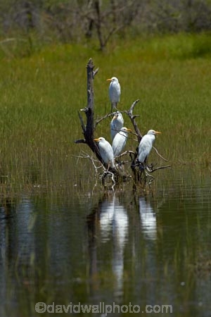Africa;animal;animals;avian;bird;bird-spotting;bird-watching;bird_watching;birds;Botswana;Bubulcus-ibis;calm;Cattle-Egrets;delta;deltas;eco-tourism;eco_tourism;ecotourism;egret;egrets;Endorheic-basin;Fauna;inland-delta;internal-drainage-systems;Natural;Nature;Okavango;Okavango-Delta;Okavango-Swamp;Ornithology;placid;quiet;reflected;reflection;reflections;river-delta;serene;Seven-Natural-Wonders-of-Africa;smooth;Southern-Africa;still;tranquil;water;white;wild;wildlife