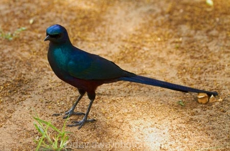 Africa;animal;animals;avian;bird;bird-spotting;bird-watching;bird_watching;birds;Botswana;eco-tourism;eco_tourism;ecotourism;Fauna;glossy-starling;glossy-starlings;iridescent-blue;iridescent-green;iridescent-purple;Long_tailed-Purple-Starling;Long_tailed-Starling;Long_Tailed-starlings;Longtailed-Glossy-Starling;Longtailed-Starling;Meves-Glossy-Starling;Meves-Long_tailed-Glossy-Starling;Meves-Long_tailed-Starling;Meves-Longtailed-Starling;Meves-Starling;Mevess-Glossy-Starling;Mevess-Long_tailed-Glossy-Starling;Mevess-Long_tailed-Purple-Starling;Mevess-Long_tailed-Starling;Mevess-Starling;Mevess-Starlings;Natural;Nature;Okavango-Delta;Ornithology;Southern-Africa;Southern-Long_tailed-Glossy-Starling;Southern-Long_tailed-Starling;starling;starlings;wild;wildlife