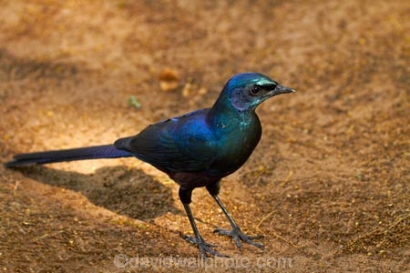 Africa;animal;animals;avian;bird;bird-spotting;bird-watching;bird_watching;birds;Botswana;eco-tourism;eco_tourism;ecotourism;Fauna;glossy-starling;glossy-starlings;iridescent-blue;iridescent-green;iridescent-purple;Long_tailed-Purple-Starling;Long_tailed-Starling;Long_Tailed-starlings;Longtailed-Glossy-Starling;Longtailed-Starling;Meves-Glossy-Starling;Meves-Long_tailed-Glossy-Starling;Meves-Long_tailed-Starling;Meves-Longtailed-Starling;Meves-Starling;Mevess-Glossy-Starling;Mevess-Long_tailed-Glossy-Starling;Mevess-Long_tailed-Purple-Starling;Mevess-Long_tailed-Starling;Mevess-Starling;Mevess-Starlings;Natural;Nature;Okavango-Delta;Ornithology;Southern-Africa;Southern-Long_tailed-Glossy-Starling;Southern-Long_tailed-Starling;starling;starlings;wild;wildlife