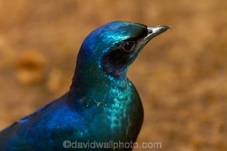 Africa;animal;animals;avian;bird;bird-spotting;bird-watching;bird_watching;birds;Botswana;eco-tourism;eco_tourism;ecotourism;Fauna;glossy-starling;glossy-starlings;iridescent-blue;iridescent-green;iridescent-purple;Long_tailed-Purple-Starling;Long_tailed-Starling;Long_Tailed-starlings;Longtailed-Glossy-Starling;Longtailed-Starling;Meves-Glossy-Starling;Meves-Long_tailed-Glossy-Starling;Meves-Long_tailed-Starling;Meves-Longtailed-Starling;Meves-Starling;Mevess-Glossy-Starling;Mevess-Long_tailed-Glossy-Starling;Mevess-Long_tailed-Purple-Starling;Mevess-Long_tailed-Starling;Mevess-Starling;Mevess-Starlings;Natural;Nature;Okavango-Delta;Ornithology;Southern-Africa;Southern-Long_tailed-Glossy-Starling;Southern-Long_tailed-Starling;starling;starlings;wild;wildlife