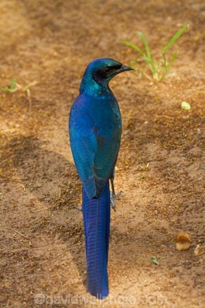Africa;animal;animals;avian;bird;bird-spotting;bird-watching;bird_watching;birds;Botswana;eco-tourism;eco_tourism;ecotourism;Fauna;glossy-starling;glossy-starlings;iridescent-blue;iridescent-green;iridescent-purple;Long_tailed-Purple-Starling;Long_tailed-Starling;Long_Tailed-starlings;Longtailed-Glossy-Starling;Longtailed-Starling;Meves-Glossy-Starling;Meves-Long_tailed-Glossy-Starling;Meves-Long_tailed-Starling;Meves-Longtailed-Starling;Meves-Starling;Mevess-Glossy-Starling;Mevess-Long_tailed-Glossy-Starling;Mevess-Long_tailed-Purple-Starling;Mevess-Long_tailed-Starling;Mevess-Starling;Mevess-Starlings;Natural;Nature;Okavango-Delta;Ornithology;Southern-Africa;Southern-Long_tailed-Glossy-Starling;Southern-Long_tailed-Starling;starling;starlings;wild;wildlife