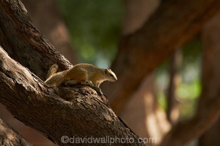 Africa;animal;animals;Botswana;mammal;mammals;Okavango-Delta;Southern-Africa;squirrel;squirrels;Tree-squirrel;Tree-squirrels;wildlife