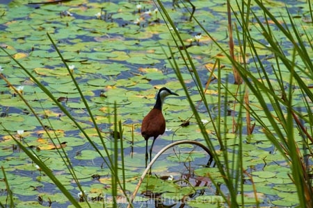 Africa;animal;animals;aquatic-plant;aquatic-plants;avian;bird;bird-spotting;bird-watching;bird_watching;birds;Botswana;delta;deltas;eco-tourism;eco_tourism;ecotourism;Endorheic-basin;Fauna;inland-delta;internal-drainage-systems;Jesus-bird;Jesus-birds;lily-pad;lily-pads;lily-trotter;lily-trotters;Natural;Nature;Nymphaeaceae;Okavango;Okavango-Delta;Okavango-Swamp;Ornithology;plant;plants;river-delta;Seven-Natural-Wonders-of-Africa;Southern-Africa;wader;waders;water-bird;water-birds;water-lilies;water-lily;water-lily-pad;water-lily-pads;water_lilies;water_lily;waterlilies;waterlily;waterlily-pad;waterlily-pads;wild;wildlife