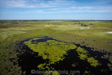 aerial;aerial-image;aerial-images;aerial-photo;aerial-photograph;aerial-photographs;aerial-photography;aerial-photos;aerial-view;aerial-views;aerials;Africa;Botswana;delta;deltas;Endorheic-basin;flood-plain;flood-plains;flood_plain;flood_plains;floodplain;floodplains;inland-delta;internal-drainage-systems;Okavango;Okavango-Delta;Okavango-Swamp;plain;plains;pond;ponds;river-delta;Seven-Natural-Wonders-of-Africa;Southern-Africa;swamp;swampland;swamps;water