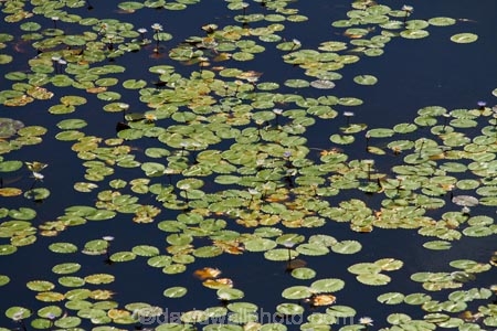 aerial;aerial-image;aerial-images;aerial-photo;aerial-photograph;aerial-photographs;aerial-photography;aerial-photos;aerial-view;aerial-views;aerials;Africa;aquatic-plant;aquatic-plants;Botswana;delta;deltas;Endorheic-basin;flood-plain;flood-plains;flood_plain;flood_plains;floodplain;floodplains;inland-delta;internal-drainage-systems;Nymphaeaceae;Okavango;Okavango-Delta;Okavango-Swamp;plain;plains;plant;plants;river-delta;Seven-Natural-Wonders-of-Africa;Southern-Africa;swamp;swampland;swamps;water-lilies;water-lily;water_lilies;water_lily;waterlilies;waterlily