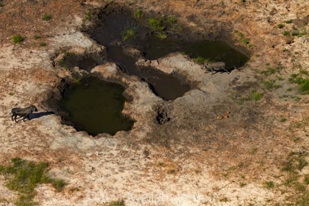 aerial;aerial-image;aerial-images;aerial-photo;aerial-photograph;aerial-photographs;aerial-photography;aerial-photos;aerial-view;aerial-views;aerials;Africa;animal;animals;Botswana;Common-Warthog;Common-Warthogs;delta;deltas;Endorheic-basin;flood-plain;flood-plains;flood_plain;flood_plains;floodplain;floodplains;inland-delta;internal-drainage-systems;mammal;mammals;Okavango;Okavango-Delta;Okavango-Swamp;Phacochoerus-africanus;Phacochoerus-africanus-sundevallii;plain;plains;river-delta;Seven-Natural-Wonders-of-Africa;Southern-Africa;Southern-Warthog;swamp;swampland;swamps;Warthog;Warthogs;wildlife