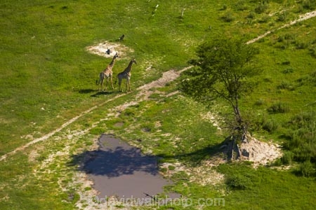 aerial;aerial-image;aerial-images;aerial-photo;aerial-photograph;aerial-photographs;aerial-photography;aerial-photos;aerial-view;aerial-views;aerials;Africa;Angolan-giraffe;animal;animals;Botswana;delta;deltas;Endorheic-basin;Giraffa-camelopardalis;Giraffa-camelopardalis-angolensis;giraffe;giraffes;inland-delta;internal-drainage-systems;mammal;mammals;Okavango;Okavango-Delta;Okavango-Swamp;river-delta;Seven-Natural-Wonders-of-Africa;Southern-Africa;wildlife