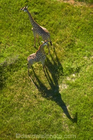 aerial;aerial-image;aerial-images;aerial-photo;aerial-photograph;aerial-photographs;aerial-photography;aerial-photos;aerial-view;aerial-views;aerials;Africa;Angolan-giraffe;animal;animals;Botswana;delta;deltas;Endorheic-basin;Giraffa-camelopardalis;Giraffa-camelopardalis-angolensis;giraffe;giraffes;inland-delta;internal-drainage-systems;mammal;mammals;Okavango;Okavango-Delta;Okavango-Swamp;river-delta;Seven-Natural-Wonders-of-Africa;Southern-Africa;wildlife