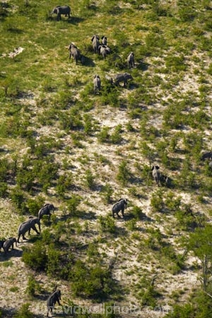 aerial;aerial-image;aerial-images;aerial-photo;aerial-photograph;aerial-photographs;aerial-photography;aerial-photos;aerial-view;aerial-views;aerials;Africa;African-bush-elephant;African-bush-elephants;African-elephant;African-elephants;animal;animals;Botswana;delta;deltas;elephant;elephant-herd;elephants;Endorheic-basin;herd;herd-of-elephant;herds;inland-delta;internal-drainage-systems;Loxodonta-africana;mammal;mammals;Okavango;Okavango-Delta;Okavango-Swamp;pachyderm;pachyderms;river-delta;Seven-Natural-Wonders-of-Africa;Southern-Africa;wildlife