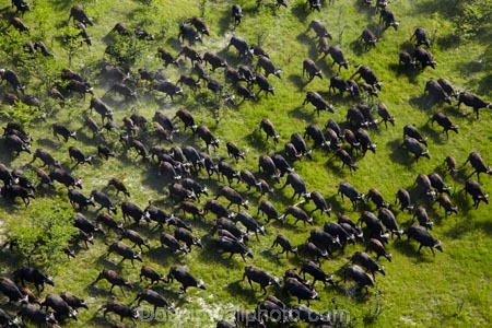 aerial;aerial-image;aerial-images;aerial-photo;aerial-photograph;aerial-photographs;aerial-photography;aerial-photos;aerial-view;aerial-views;aerials;Africa;African-buffalo;African-buffaloes;animal;animals;Botswana;buffalo;buffalo-herd;buffalo-herds;buffaloes;cape-buffalo;cape-buffaloes;crowd;crowds;delta;deltas;Endorheic-basin;herd;herds;inland-delta;internal-drainage-systems;mammal;mammals;many;Okavango;Okavango-Delta;Okavango-Swamp;river-delta;Seven-Natural-Wonders-of-Africa;Southern-Africa;stampede;stampedes;Syncerus-caffer;Syncerus-caffer-caffer;wildlife