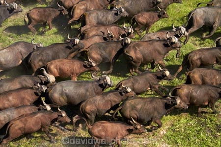 aerial;aerial-image;aerial-images;aerial-photo;aerial-photograph;aerial-photographs;aerial-photography;aerial-photos;aerial-view;aerial-views;aerials;Africa;African-buffalo;African-buffaloes;animal;animals;Botswana;buffalo;buffalo-herd;buffalo-herds;buffaloes;cape-buffalo;cape-buffaloes;crowd;crowds;delta;deltas;Endorheic-basin;herd;herds;inland-delta;internal-drainage-systems;mammal;mammals;many;Okavango;Okavango-Delta;Okavango-Swamp;river-delta;Seven-Natural-Wonders-of-Africa;Southern-Africa;stampede;stampedes;Syncerus-caffer;Syncerus-caffer-caffer;wildlife
