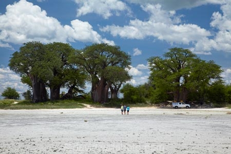 4wd;4wds;4wds;4x4;4x4s;4x4s;Adansonia;Adansonia-digitata;Africa;alkalii-flat;Baines-Baobabs;Baines-Baobabs;Baines-Baobabs;baobab;baobab-tree;baobab-trees;baobabs;barren;barreness;basin;Botswana;Bushlore;Bushlore-4x4;Bushlore-4x4-camper;camper;campers;clay-pan;clay-pans;depression;desert;deserts;desolate;double-cab-hilux;dry;dry-lake;dry-lake-bed;dry-lake-beds;dry-lakes;empty;endorheric;endorheric-basin;endorheric-basins;endorheric-lake;extreme;flat;four-by-four;four-by-fours;four-wheel-drive;four-wheel-drives;geographic;geography;glare;glary;Hilux;hilux-camper;Hiluxes;Kudiakam-Pan;lake;lake-bed;lake-beds;lakes;Makgadikgadi-Pan;Makgadikgadi-Pans;national-park;national-parks;Nxai-Pan-N.P.;Nxai-Pan-National-Park;Nxai-Pan-NP;pan;pans;playa;playas;remote;remoteness;roof-tent;roof-tents;sabkha;saline;salt;salt-crust;salt-lake;salt-lakes;salt-pan;salt-pans;salt_pan;salt_pans;saltpan;saltpans;salty;Southern-Africa;sports-utility-vehicle;sports-utility-vehicles;suv;suvs;Toyota;toyota-camper;Toyota-Hilux;Toyota-Hiluxes;Toyotas;tree;trees;twin-cab-hilux;vast;vehicle;vehicles;vlei;white;white-surface;wilderness