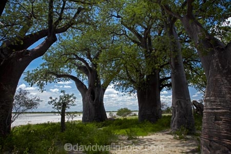 Adansonia;Adansonia-digitata;Africa;Baines-Baobabs;Baines-Baobabs;Baines-Baobabs;baobab;baobab-tree;baobab-trees;baobabs;Botswana;Kudiakam-Pan;Makgadikgadi-Pan;Makgadikgadi-Pans;national-park;national-parks;Nxai-Pan-N.P.;Nxai-Pan-National-Park;Nxai-Pan-NP;remote;remoteness;Southern-Africa;tree;trees;wilderness