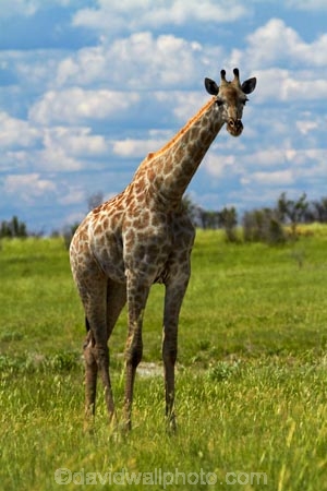 Africa;African-plain;African-plains;Angolan-giraffe;animal;animals;Botswana;game-drive;game-viewing;Giraffa-camelopardalis;Giraffa-camelopardalis-angolensis;giraffe;giraffes;mammal;mammals;Namibia;national-park;national-parks;natural;nature;Nxai-Pan-N.P.;Nxai-Pan-National-Park;Nxai-Pan-NP;plain;plains;reserve;reserves;Southern-Africa;tall;wild;wilderness;wildlife