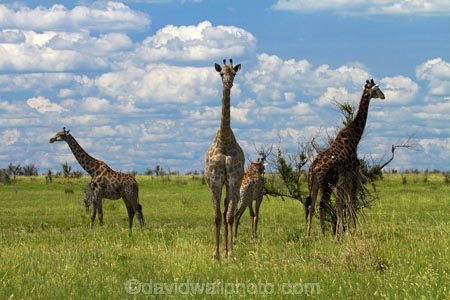Africa;African-plain;African-plains;Angolan-giraffe;animal;animals;Botswana;game-drive;game-viewing;Giraffa-camelopardalis;Giraffa-camelopardalis-angolensis;giraffe;giraffes;herd;herds;mammal;mammals;Namibia;national-park;national-parks;natural;nature;Nxai-Pan-N.P.;Nxai-Pan-National-Park;Nxai-Pan-NP;plain;plains;reserve;reserves;Southern-Africa;tall;wild;wilderness;wildlife
