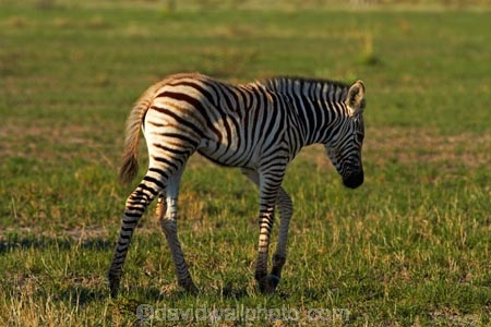 Africa;animal;animals;babies;baby;baby-zebra;baby-zebras;Botswana;Burchells-zebra;Equus-burchellii;Equus-quagga;Equus-quagga-burchellii;game-drive;game-viewing;mammal;mammals;Namibia;national-park;national-parks;natural;nature;Nxai-Pan-N.P.;Nxai-Pan-National-Park;Nxai-Pan-NP;reserve;reserves;Southern-Africa;wild;wilderness;wildlife;zebra;zebras