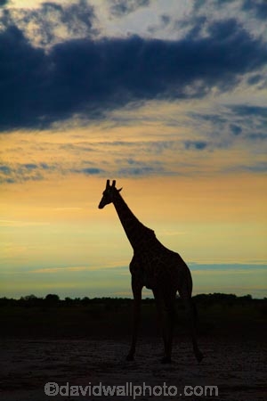 Africa;Angolan-giraffe;animal;animals;Botswana;dusk;evening;Giraffa-camelopardalis;Giraffa-camelopardalis-angolensis;giraffe;giraffes;mammal;mammals;national-park;national-parks;night;night_time;nightfall;Nxai-Pan-N.P.;Nxai-Pan-National-Park;Nxai-Pan-NP;silhouette;silhouettes;Southern-Africa;sunset;sunsets;tall;twilight;wildlife