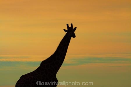Africa;Angolan-giraffe;animal;animals;Botswana;dusk;evening;game-drive;game-viewing;Giraffa-camelopardalis;Giraffa-camelopardalis-angolensis;giraffe;giraffes;mammal;mammals;Namibia;national-park;national-parks;natural;nature;night;night_time;nightfall;Nxai-Pan-N.P.;Nxai-Pan-National-Park;Nxai-Pan-NP;reserve;reserves;silhouette;silhouettes;Southern-Africa;sunset;sunsets;tall;twilight;wild;wilderness;wildlife