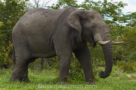 Africa;African-bush-elephant;African-bush-elephants;African-elephant;African-elephants;animal;animals;Botswana;elephant;elephants;ivory;Loxodonta-africana;mammal;mammals;Nata-_-Kasane-Road;pachyderm;pachyderms;Southern-Africa;tusk;tusks;wildlife