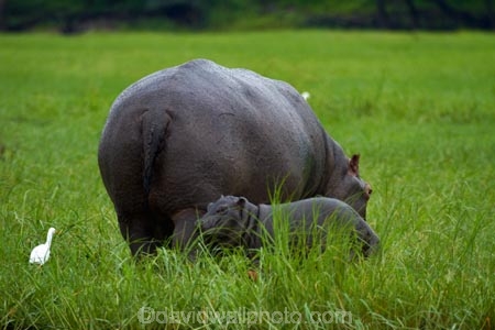Africa;animal;animals;avian;babies;baby;baby-hippo;baby-Hippopotami;baby-Hippopotamus;baby-Hippopotamuses;baby-hippos;bird;bird-spotting;bird-watching;bird_watching;birds;Botswana;Bubulcus-ibis;calm;Cattle-Egrets;Chobe-N.P.;Chobe-National-Park;Chobe-NP;Chobe-River;Chobe-River-boat-trip;Chobe-River-boat-trips;Chobe-River-cruise;Chobe-River-cruises;eco-tourism;eco_tourism;ecotourism;egret;egrets;Fauna;hippo;hippopotami;hippopotamus;Hippopotamus-amphibius;hippopotamuses;hippos;Kasane;mammal;mammals;national-park;national-parks;Natural;Nature;Ornithology;Southern-Africa;wild;wildlife
