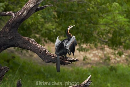 Africa;African-Darter;African-Darters;Anhinga-rufa;animal;animals;avian;bird;bird-spotting;bird-watching;bird_watching;birds;Botswana;Chobe-N.P.;Chobe-National-Park;Chobe-NP;Chobe-River;Chobe-River-boat-trip;Chobe-River-boat-trips;Chobe-River-cruise;Chobe-River-cruises;Darter;Darters;eco-tourism;eco_tourism;ecotourism;Fauna;Kasane;national-park;national-parks;Natural;Nature;Ornithology;Snakebird;Snakebirds;Southern-Africa;wild;wildlife