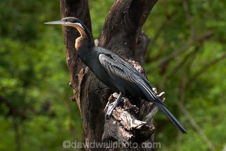 Africa;African-Darter;African-Darters;Anhinga-rufa;animal;animals;avian;bird;bird-spotting;bird-watching;bird_watching;birds;Botswana;Chobe-N.P.;Chobe-National-Park;Chobe-NP;Chobe-River;Chobe-River-boat-trip;Chobe-River-boat-trips;Chobe-River-cruise;Chobe-River-cruises;Darter;Darters;eco-tourism;eco_tourism;ecotourism;Fauna;Kasane;national-park;national-parks;Natural;Nature;Ornithology;Snakebird;Snakebirds;Southern-Africa;wild;wildlife