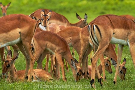 Aepyceros-melampus;Aepyceros-melampus-melampus;Africa;animal;animals;antelope;antelopes;babies;baby;baby-impala;baby-impalas;Botswana;Chobe-N.P.;Chobe-National-Park;Chobe-NP;Chobe-River;Chobe-River-boat-trip;Chobe-River-boat-trips;Chobe-River-cruise;Chobe-River-cruises;impala;impalas;Kasane;mammal;mammals;national-park;national-parks;Southern-Africa;wildlife;young-impala;young-impalas
