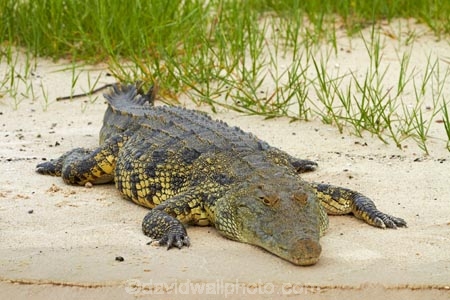 Africa;animal;animals;Botswana;Chobe-N.P.;Chobe-National-Park;Chobe-NP;Chobe-River;croc;crocodile;crocodiles;Crocodylus-niloticus;crocs;danger;dangerous;Kasane;national-park;national-parks;Nile-crocodile;Nile-crocodiles;reptile;reptiles;scary;Southern-Africa;wildlife