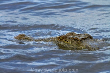 Africa;animal;animals;Botswana;Chobe-N.P.;Chobe-National-Park;Chobe-NP;Chobe-River;croc;crocodile;crocodiles;Crocodylus-niloticus;crocs;danger;dangerous;Kasane;national-park;national-parks;Nile-crocodile;Nile-crocodiles;reptile;reptiles;river;rivers;scary;Southern-Africa;wildlife
