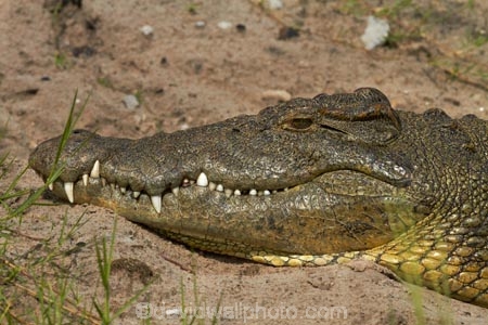Africa;animal;animals;Botswana;Chobe-N.P.;Chobe-National-Park;Chobe-NP;Chobe-River;croc;crocodile;crocodiles;Crocodylus-niloticus;crocs;danger;dangerous;Kasane;mouth;national-park;national-parks;Nile-crocodile;Nile-crocodiles;reptile;reptiles;scary;Southern-Africa;teeth;wildlife