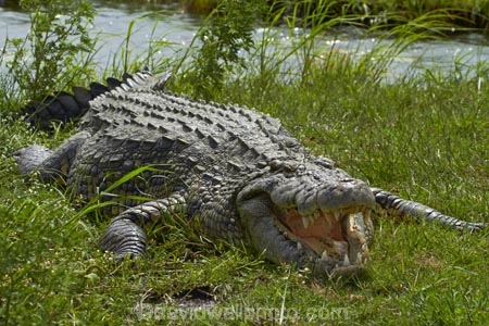 Africa;animal;animals;Botswana;Chobe-N.P.;Chobe-National-Park;Chobe-NP;Chobe-River;croc;crocodile;crocodiles;Crocodylus-niloticus;crocs;danger;dangerous;Kasane;mouth;national-park;national-parks;Nile-crocodile;Nile-crocodiles;reptile;reptiles;scary;Southern-Africa;teeth;wildlife