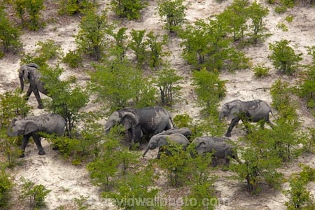 aerial;aerial-image;aerial-images;aerial-photo;aerial-photograph;aerial-photographs;aerial-photography;aerial-photos;aerial-view;aerial-views;aerials;Africa;African;African-bush-elephant;African-bush-elephants;African-elephant;African-elephants;animal;animals;Botswana;delta;deltas;elephant;elephant-herd;elephants;Endorheic-basin;herd;herd-of-elephant;herds;inland-delta;internal-drainage-systems;Loxodonta-africana;mammal;mammals;Okavango;Okavango-Delta;Okavango-Swamp;pachyderm;pachyderms;river-delta;safari;safaris;Seven-Natural-Wonders-of-Africa;Southern-Africa;wildlife