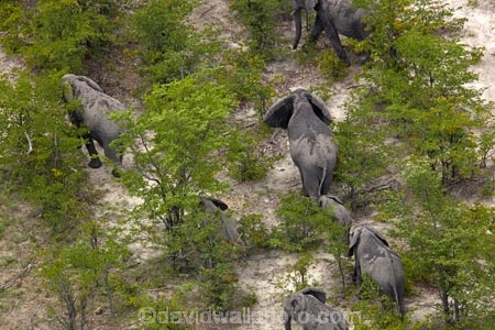 aerial;aerial-image;aerial-images;aerial-photo;aerial-photograph;aerial-photographs;aerial-photography;aerial-photos;aerial-view;aerial-views;aerials;Africa;African;African-bush-elephant;African-bush-elephants;African-elephant;African-elephants;animal;animals;Botswana;delta;deltas;elephant;elephant-herd;elephants;Endorheic-basin;herd;herd-of-elephant;herds;inland-delta;internal-drainage-systems;Loxodonta-africana;mammal;mammals;Okavango;Okavango-Delta;Okavango-Swamp;pachyderm;pachyderms;river-delta;safari;safaris;Seven-Natural-Wonders-of-Africa;Southern-Africa;wildlife