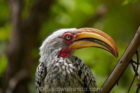 Africa;African;Animal;animals;avian;bill;bills;bird;bird-spotting;bird-watching;bird_watching;birds;Botswana;eco-tourism;eco_tourism;ecotourism;Fauna;Flying-Banana;game-park;game-parks;game-reserve;game-reserves;Hornbill;Hornbills;Moremi;Moremi-Game-Reserve;Moremi-Reserve;national-park;national-parks;Natural;Nature;Ornithology;park;parks;reserve;reserves;safari;safaris;Southern-Africa;Southern-Yellow_billed-Hornbill;Southern-Yellow_billed-Hornbills;Tockus-leucomelas;widlife-parks;wild;wildlife;wildlife-park;wildlife-parks;wildlife-reserve;wildlife-reserves;Yellow-billed-Hornbill;Yellow-billed-Hornbills;Yellow_billed-Hornbill;Yellow_billed-Hornbills