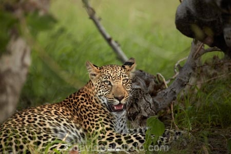 Africa;African;African-animals;African-wildlife;animal;animals;Botswana;carnivore;carnivores;cat;cats;feline;game-drive;game-park;game-parks;Game-Reserve;game-reserves;game-viewing;grass;hunter;hunters;leopard;leopards;long-grass;mammal;mammals;Moremi;Moremi-Game-Reserve;Moremi-Reserve;national-park;national-parks;natural;nature;Panthera-pardus;park;parks;predator;predators;reserve;reserves;rosette;rosettes;safari;safaris;Southern-Africa;spot;spots;spotted;spotted-cat;spotted-cats;widlife-parks;wild;wilderness;wildlife;wildlife-park;wildlife-parks;wildlife-reserve;wildlife-reserves;young