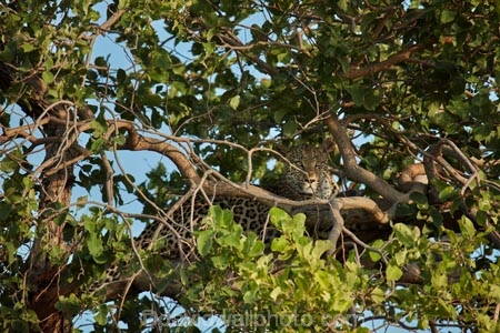 Africa;African;African-animals;African-wildlife;animal;animals;Botswana;camouflage;camouflaged;carnivore;carnivores;cat;cats;feline;game-drive;game-park;game-parks;Game-Reserve;game-reserves;game-viewing;grass;hunter;hunters;leopard;leopards;long-grass;mammal;mammals;Moremi;Moremi-Game-Reserve;Moremi-Reserve;national-park;national-parks;natural;nature;Panthera-pardus;park;parks;predator;predators;reserve;reserves;rosette;rosettes;safari;safaris;Southern-Africa;spot;spots;spotted;spotted-cat;spotted-cats;widlife-parks;wild;wilderness;wildlife;wildlife-park;wildlife-parks;wildlife-reserve;wildlife-reserves;young