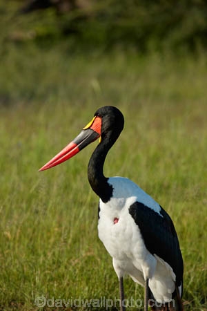 Africa;African;Animal;animals;avian;bird;bird-spotting;bird-watching;bird_watching;birds;Botswana;Ciconiidae;eco-tourism;eco_tourism;ecotourism;Ephippiorhynchus-senegalensis;Fauna;game-park;game-parks;game-reserve;game-reserves;Moremi;Moremi-Game-Reserve;Moremi-Reserve;national-park;national-parks;Natural;Nature;Ornithology;park;parks;reserve;reserves;Saddle-billed-Stork;Saddle-billed-Storks;Saddle_billed-Stork;Saddle_billed-Storks;Saddlebilled-Stork;Saddlebilled-Storks;safari;safaris;Southern-Africa;stork;storks;wading-bird;widlife-parks;wild;wildlife;wildlife-park;wildlife-parks;wildlife-reserve;wildlife-reserves