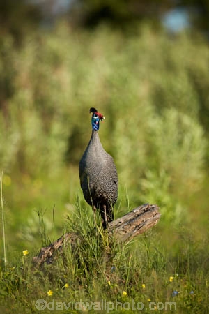 Africa;African;Animal;animals;avian;bird;bird-spotting;bird-watching;bird_watching;birds;Botswana;eco-tourism;eco_tourism;ecotourism;Fauna;fowl;fowls;game-park;game-parks;Game-Reserve;game-reserves;guineafowl;guineafowls;helmeted-guineafowl;helmeted-guineafowls;Moremi;Moremi-Game-Reserve;Moremi-Reserve;national-park;national-parks;Natural;Nature;Numida-meleagris;Ornithology;park;parks;reserve;reserves;safari;safaris;Southern-Africa;widlife-parks;wild;wildlife;wildlife-park