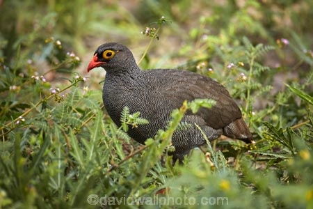 Africa;African;Animal;animals;avian;bird;bird-spotting;bird-watching;bird_watching;birds;Botswana;Chobe-N.P.;Chobe-National-Park;Chobe-NP;eco-tourism;eco_tourism;ecotourism;Fauna;francolin;francolins;ground-bird;ground-birds;national-park;national-parks;Natural;Nature;Ornithology;Pternistis-adspersus;red-billed-francolin;red-billed-francolins;Red-billed-Spurfowl;Red-billed-Spurfowls;red_billed-francolin;red_billed-francolins;Red_billed-Spurfowl;Red_billed-Spurfowls;redbilled-francolin;redbilled-francolins;Redbilled-Spurfowl;Redbilled-Spurfowls;reserve;reserves;safari;safaris;Southern-Africa;Spurfowl;Spurfowls;wild;wilderness;wildlife;wildlife-park;wildlife-parks;wildlife-reserve;wildlife-reserves
