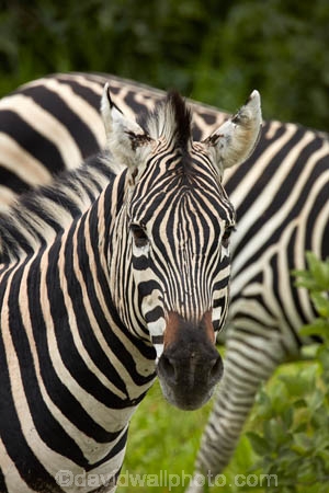 Africa;African;African-wildlife;animal;animals;black-amp;-white;black-and-white;Botswana;Burchells-zebra;Chobe-N.P.;Chobe-National-Park;Chobe-NP;Equus-burchellii;Equus-quagga;Equus-quagga-burchellii;game-drive;game-viewing;mammal;mammals;national-park;national-parks;natural;nature;reserve;reserves;safari;safaris;Southern-Africa;stripe;stripes;stripped;wild;wilderness;wildlife;wildlife-park;wildlife-parks;wildlife-reserve;wildlife-reserves;Zebra;zebras