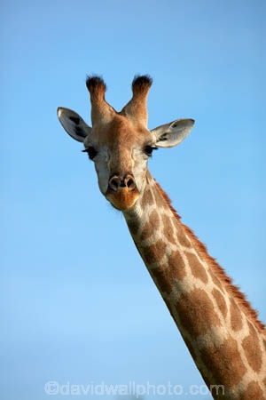 Africa;African;African-plain;African-plains;Angolan-giraffe;animal;animals;Botswana;Chobe-N.P.;Chobe-National-Park;Chobe-NP;game-drive;game-viewing;Giraffa-camelopardalis;Giraffa-camelopardalis-angolensis;giraffe;giraffes;herd;herds;mammal;mammals;national-park;national-parks;natural;nature;plain;plains;reserve;reserves;safari;safaris;Southern-Africa;tall;wild;wilderness;wildlife;wildlife-park;wildlife-parks;wildlife-reserve;wildlife-reserves