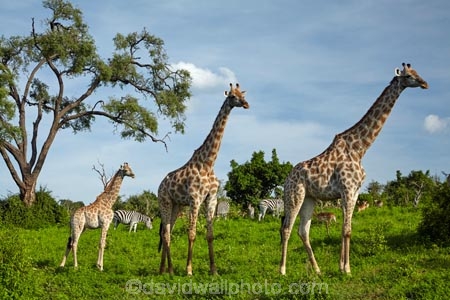 Africa;African;African-plain;African-plains;Angolan-giraffe;animal;animals;babies;baby;baby-giraffe;Botswana;Chobe-N.P.;Chobe-National-Park;Chobe-NP;game-drive;game-viewing;Giraffa-camelopardalis;Giraffa-camelopardalis-angolensis;giraffe;giraffes;herd;herds;impala;impalas;mammal;mammals;national-park;national-parks;natural;nature;plain;plains;reserve;reserves;safari;safaris;Southern-Africa;tall;wild;wilderness;wildlife;wildlife-park;wildlife-parks;wildlife-reserve;wildlife-reserves;young;zebra;zebras